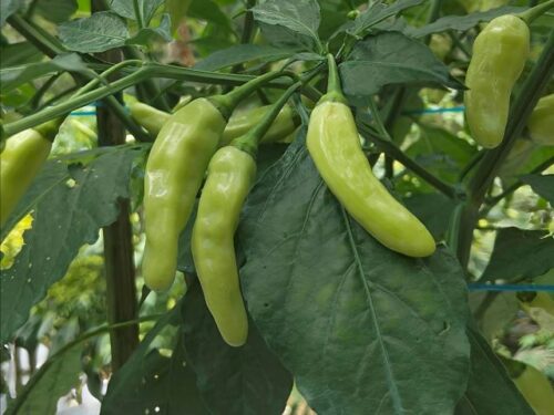 ししとうを育てる・収穫する夢