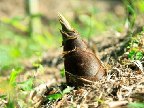 たけのこ(筍)の夢占いと基本的な意味