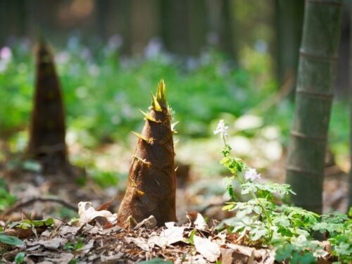 たけのこが育つ・収穫する夢占いと意味