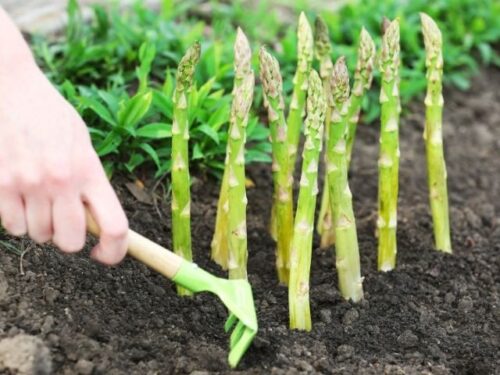 アスパラを収穫する・育てる夢
