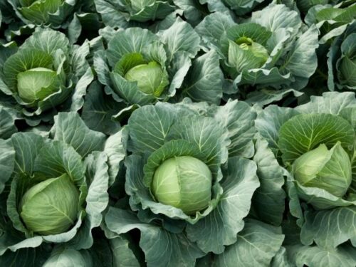 キャベツを育てる・収穫する夢占いと意味