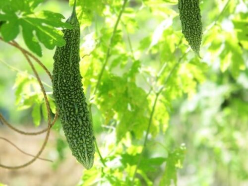 ゴーヤを育てる夢