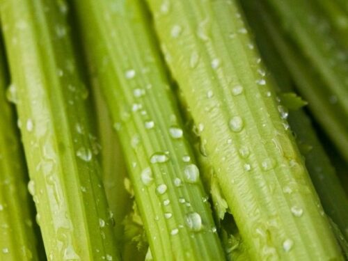 セロリの夢を見る時のスピリチュアルメッセージ