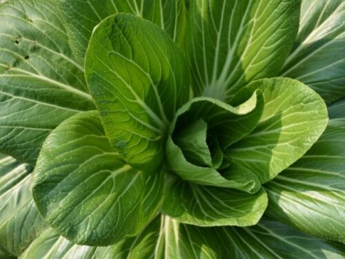 チンゲンサイの夢を見る時のスピリチュアルメッセージ