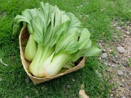 チンゲンサイの夢占いと基本的な意味