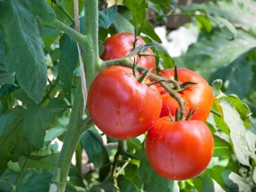 トマトの状況別夢占いと意味