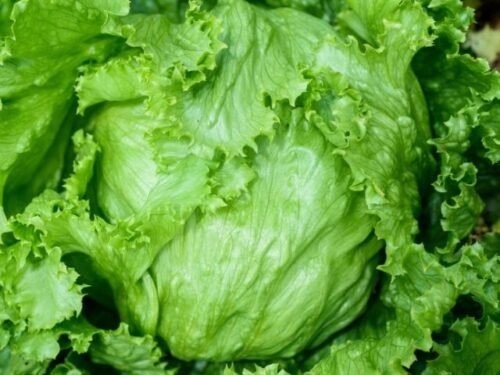 レタスを育てる・収穫する夢