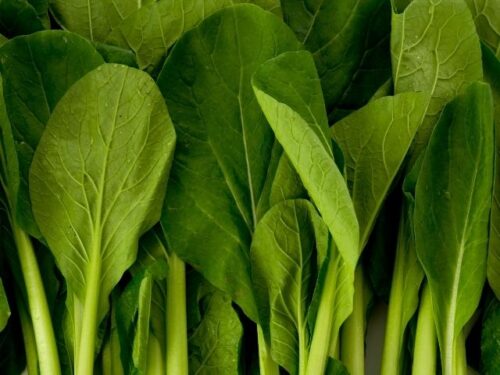 小松菜を育てる・収穫する夢