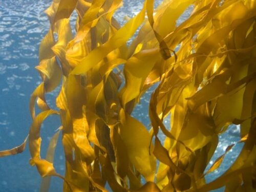 昆布の夢を見る時のスピリチュアルメッセージは？