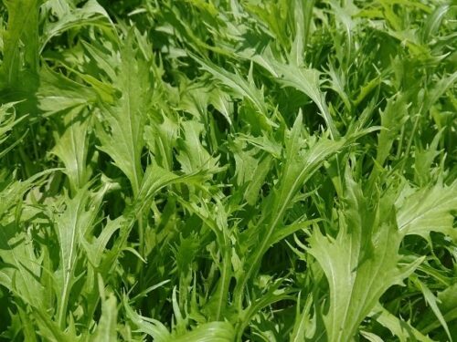 水菜の夢を見る時のスピリチュアルメッセージ