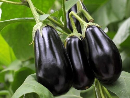 茄子を収穫する夢占いと意味