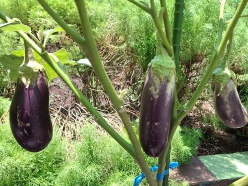 茄子の夢を見ると宝くじが当たる？