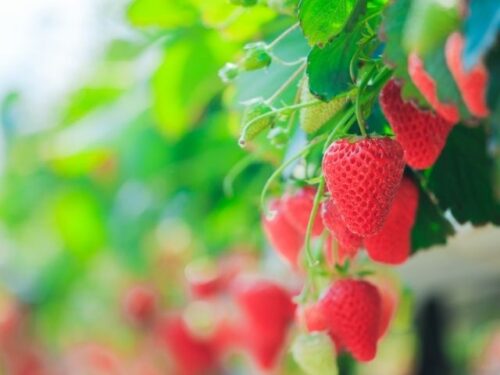 いちごを育てる・収穫する夢占いと意味
