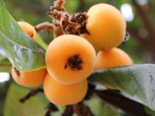 びわ(枇杷)の実の夢占いと意味