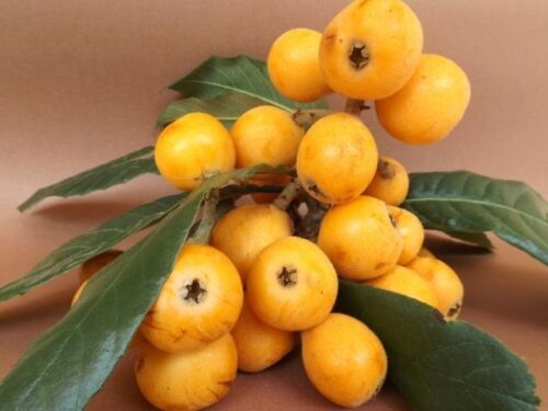 びわ(枇杷)の夢占いと基本的な意味