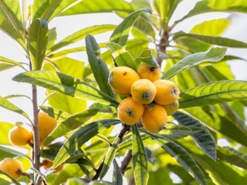 びわ(枇杷)の木の夢占いと意味