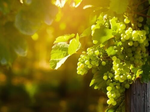 ぶどうの夢を見た人へのアドバイス