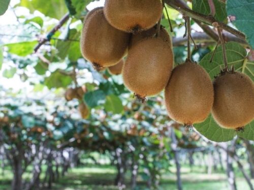 キウイの夢を見た人へのアドバイス