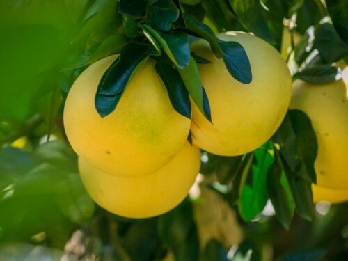 グレープフルーツの夢を見た人へのアドバイス