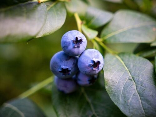 ブルーベリー狩りの夢