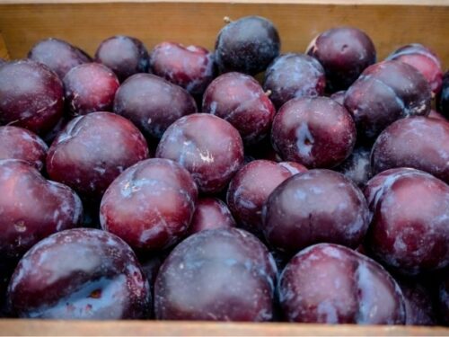 プラムの夢占いと基本的な意味