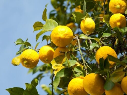 レモンの夢を見た人へのアドバイス