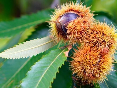 落ちている栗の夢