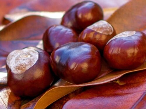 栗の夢占いと基本的な意味