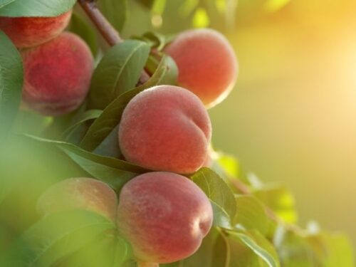 桃の木・花・実に関する夢占いと意味