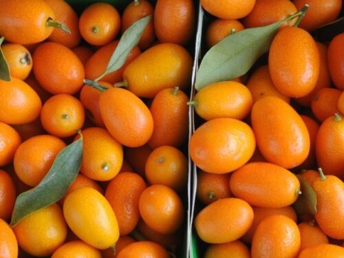 金柑の夢を見た人へのアドバイス