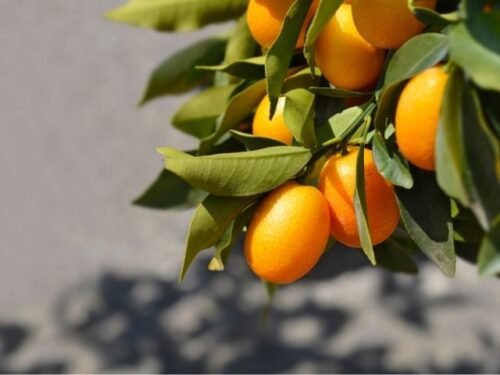 金柑の夢を見る時のスピリチュアルメッセージは？