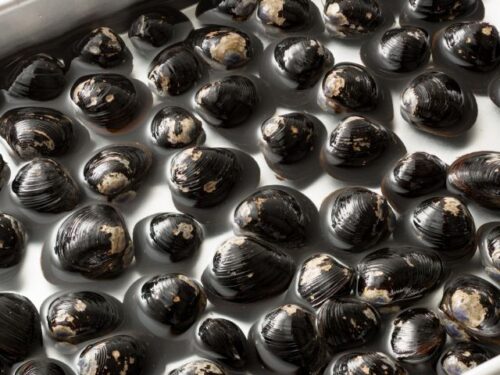 しじみの夢を見る時のスピリチュアルメッセージは？