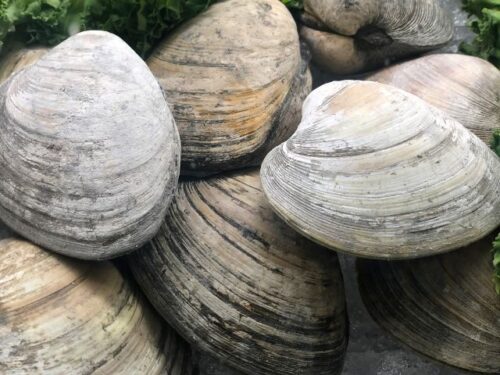 はまぐりの夢占いと基本的な意味