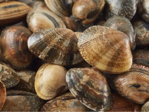 はまぐりの状況別夢占いと意味