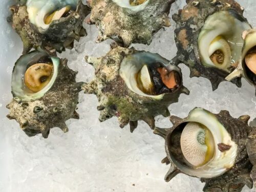 サザエの状況別夢占いと意味