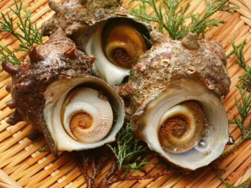 サザエの夢占いと基本的な意味