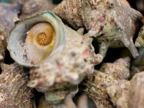 サザエを料理する夢占いと意味