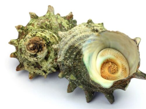 サザエの夢を見る時のスピリチュアルメッセージは？