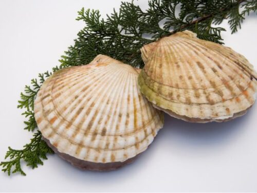 ホタテの夢占いと基本的な意味