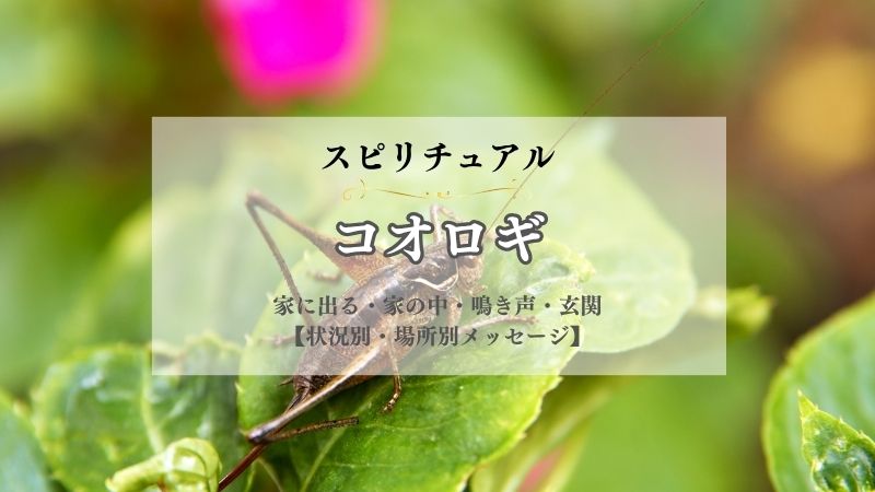 コオロギ・スピリチュアル・意味・家に出る・家の中・鳴き声・恋愛・玄関で見る・メッセージ