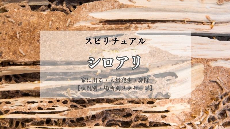 シロアリ・スピリチュアル・意味 ・家に出る・大量発生・メッセージ・状況別