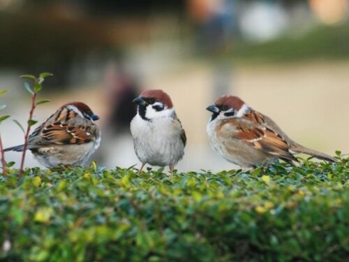 スズメの鳴き声・さえずりのスピリチュアル