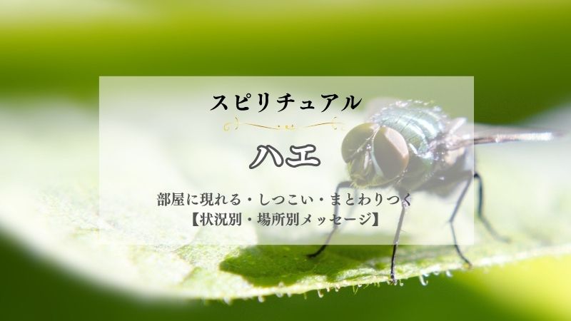 ハエ・スピリチュアル・寄ってくる・意味・部屋に現れる・しつこい・まとわりつく・体に止まる