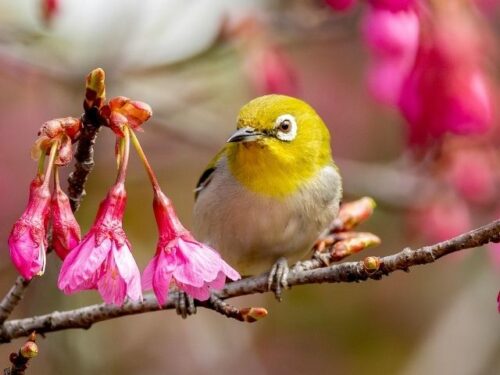 メジロの鳴き声のスピリチュアルな意味