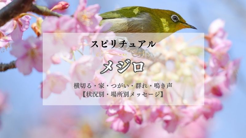 メジロ・スピリチュアル・意味・横切る・家・つがい・群れ・鳴き声・巣・メッセージ・状況別