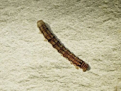 ヨトウムシの幼虫のスピリチュアル