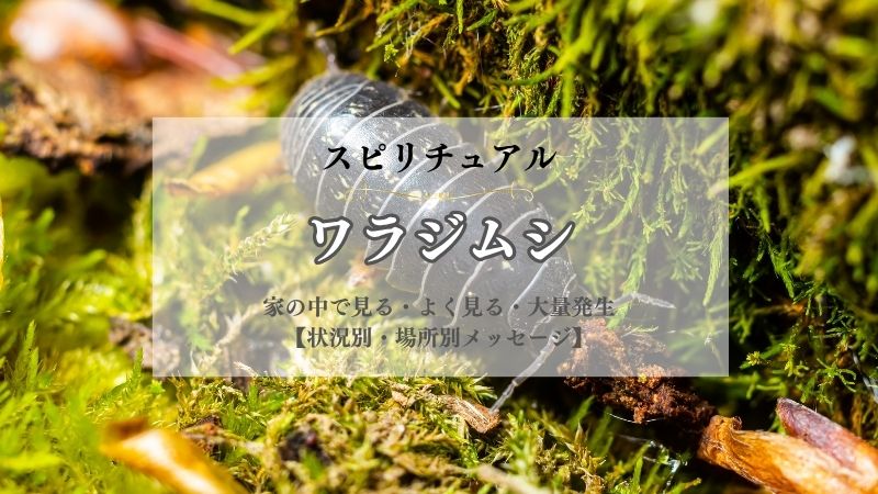 ワラジムシ・スピリチュアル・意味・家の中・見る・よく見る・大量発生・メッセージ