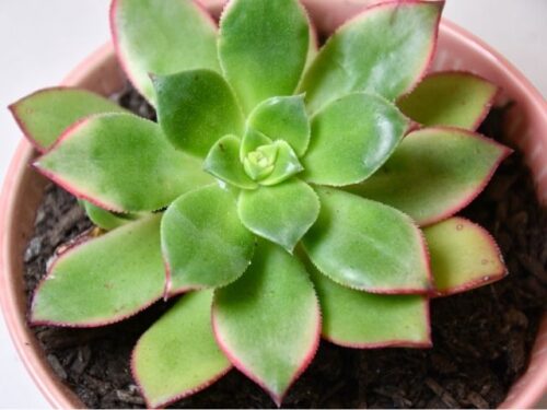 植物の状況別スピリチュアルな意味