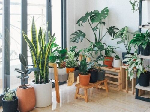 植物のスピリチュアルな意味と象徴