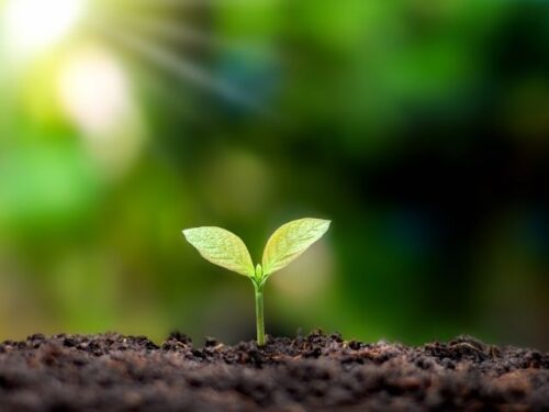 植物と家のスピリチュアルメッセージ